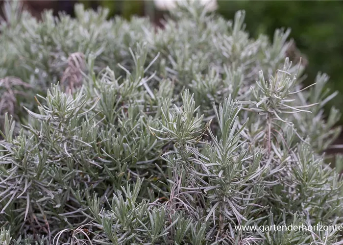 Bastard-Garten-Lavendel Bastard-Garten-Lavendel