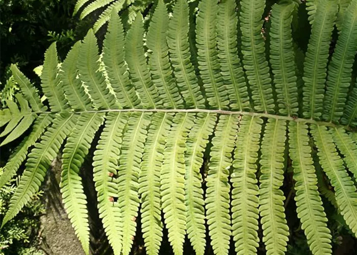 Asiatischer Straußenfarn Asiatischer Straußenfarn