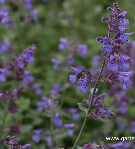 Katzenminze 'Dropmore' Katzenminze 'Dropmore'