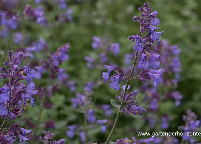 Katzenminze 'Dropmore' Katzenminze 'Dropmore'