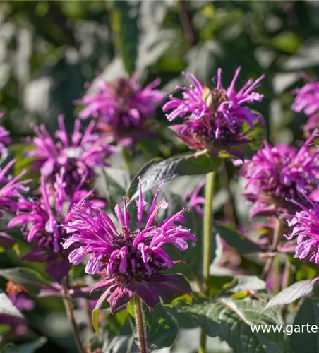 Indianernessel Indianernessel