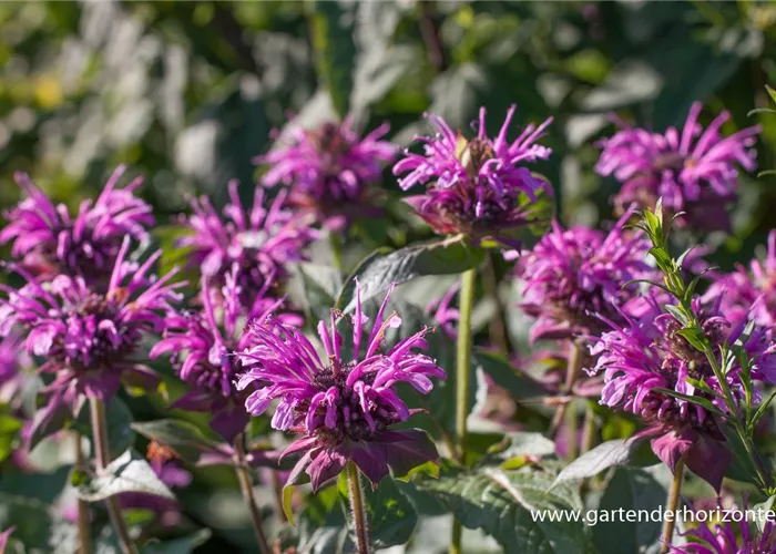 Indianernessel Indianernessel