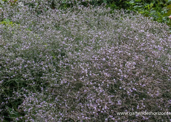 Breitblättriger Steppenschleier Breitblättriger Steppenschleier
