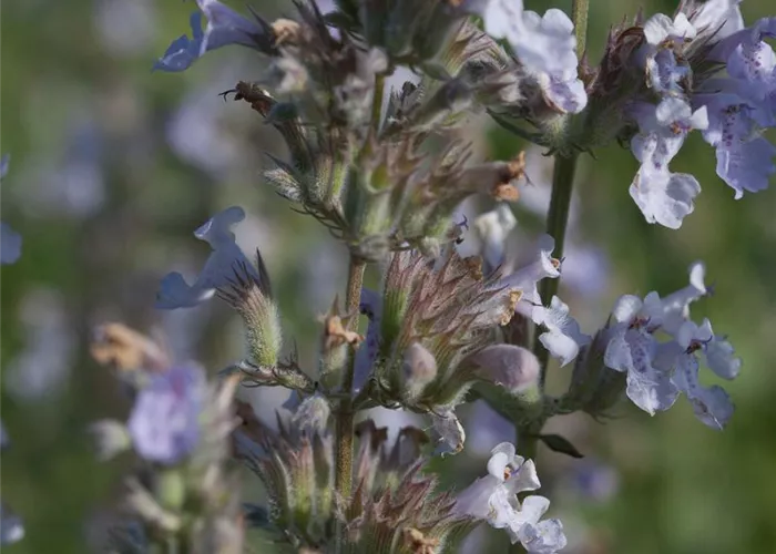 Katzenminze 'Gletschereis' Katzenminze 'Gletschereis'