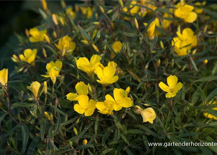 Missouri-Nachtkerze Missouri-Nachtkerze