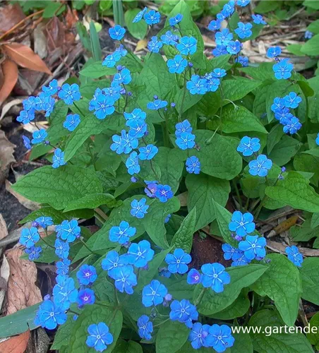 Frühlings-Gedenkemein Frühlings-Gedenkemein