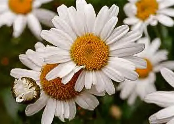 Kleine Garten-Margerite 'Maikönigin' Kleine Garten-Margerite 'Maikönigin'