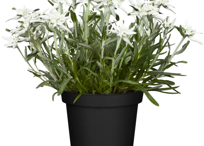 Garten-Edelweiß Garten-Edelweiß