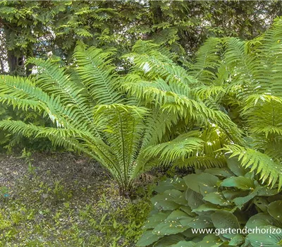 Europäischer Straußenfarn Europäischer Straußenfarn