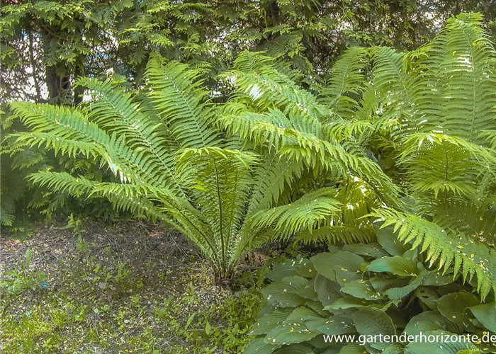Europäischer Straußenfarn Europäischer Straußenfarn