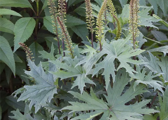 Przewalskis Kerzen-Goldkolben