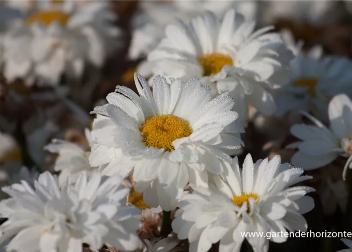 Großblumige Garten-Margerite 'Victorian Secret' Großblumige Garten-Margerite 'Victorian Secret'