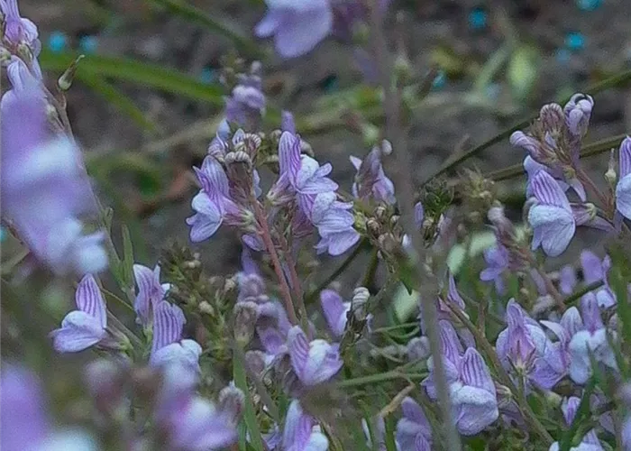 Garten-Leinkraut 'Antique Silver' Garten-Leinkraut 'Antique Silver'