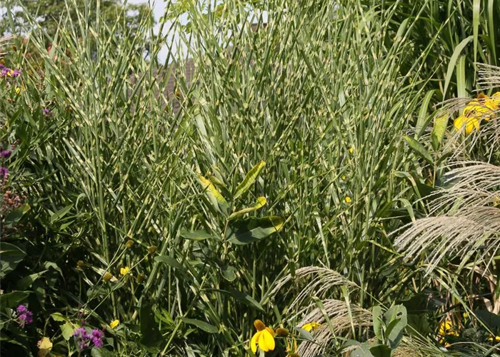 Garten-Zebraschilf Garten-Zebraschilf
