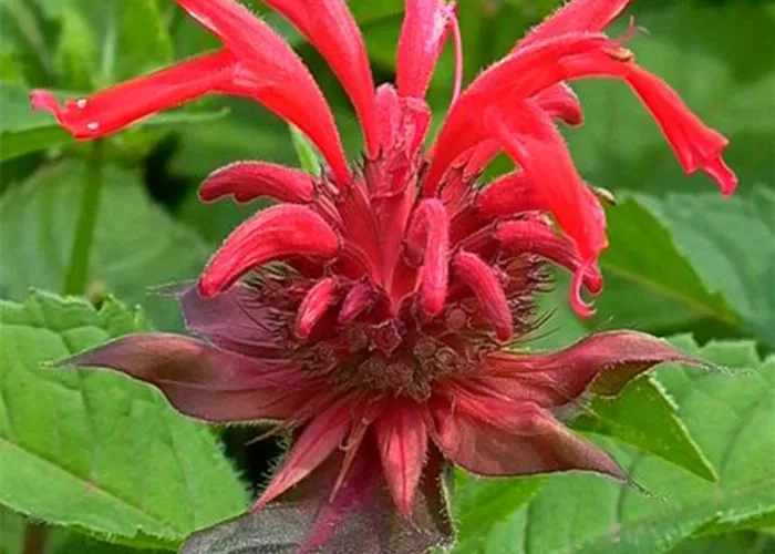 Indianernessel Indianernessel