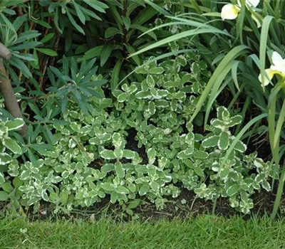 Buntblättrige Garten-Minze Buntblättrige Garten-Minze