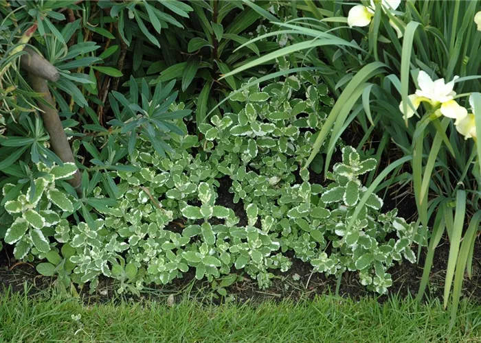 Buntblättrige Garten-Minze Buntblättrige Garten-Minze