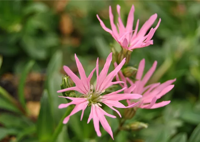 Kuckucksblume 'Nana' Kuckucksblume 'Nana'