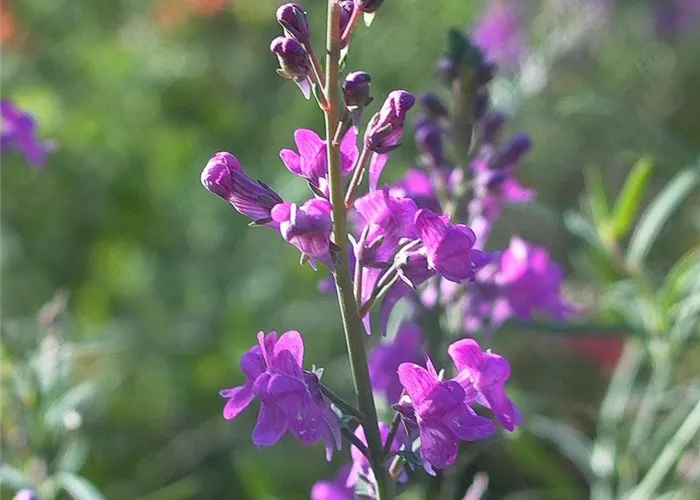 Purpurblütiges Leinkraut Purpurblütiges Leinkraut