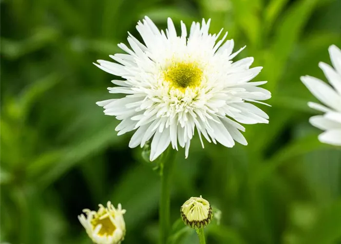 Garten-Margerite 'Wirral Supreme' Garten-Margerite 'Wirral Supreme'