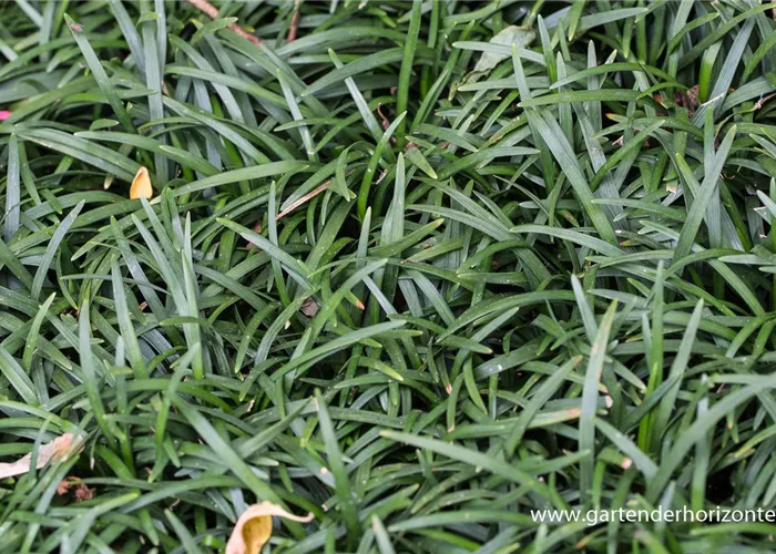 Kleiner Garten-Schlangenbart 'Minor' Kleiner Garten-Schlangenbart 'Minor'