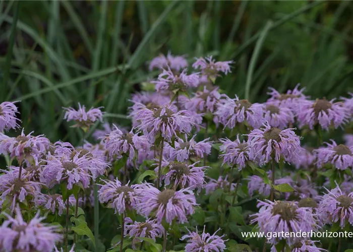 Indianernessel Indianernessel