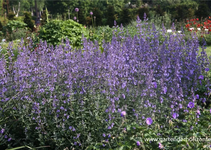 Katzenminze Katzenminze