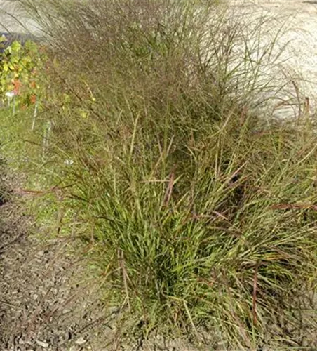 Garten-Ruten-Hirse 'Hänse Herms'