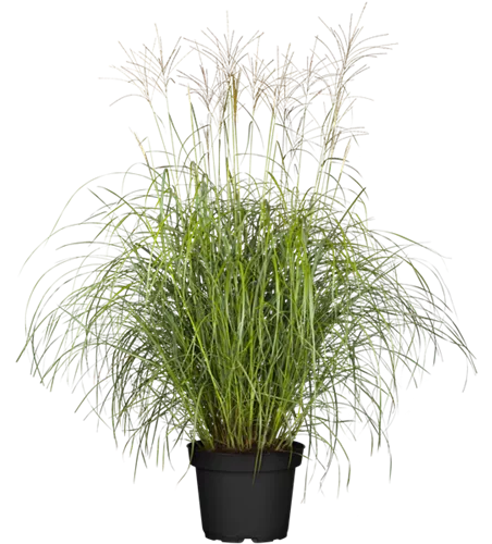 Garten-Chinaschilf 'Hermann Müssel'