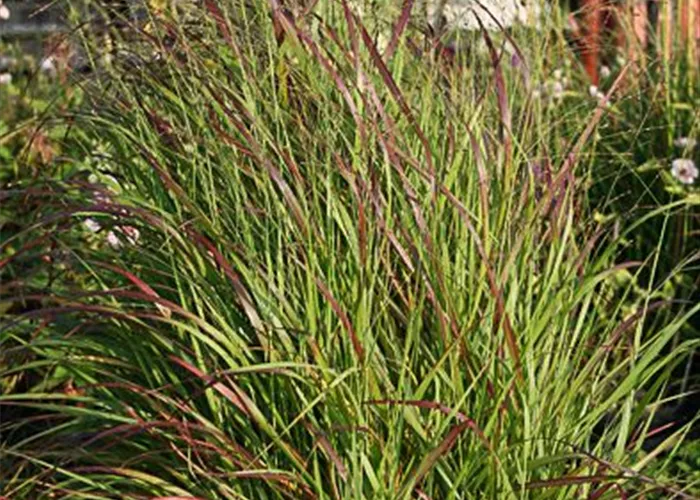 Garten-Ruten-Hirse 'Rehbraun' Garten-Ruten-Hirse 'Rehbraun'