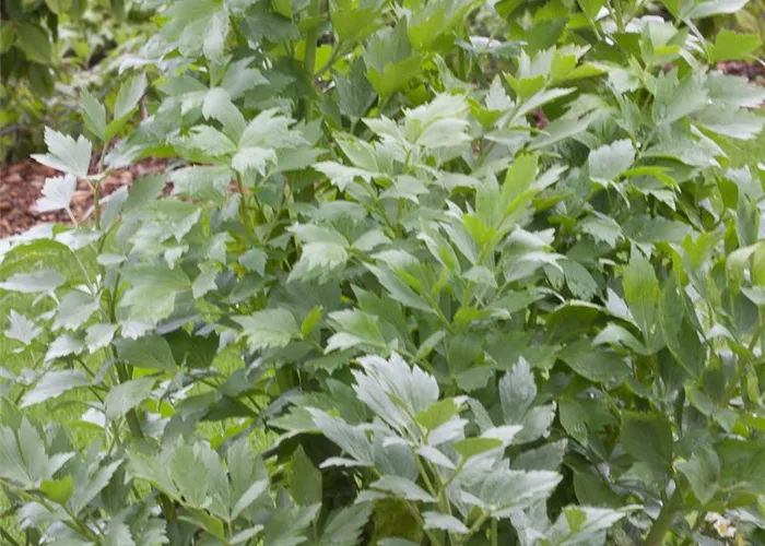 Liebstöckel Liebstöckel