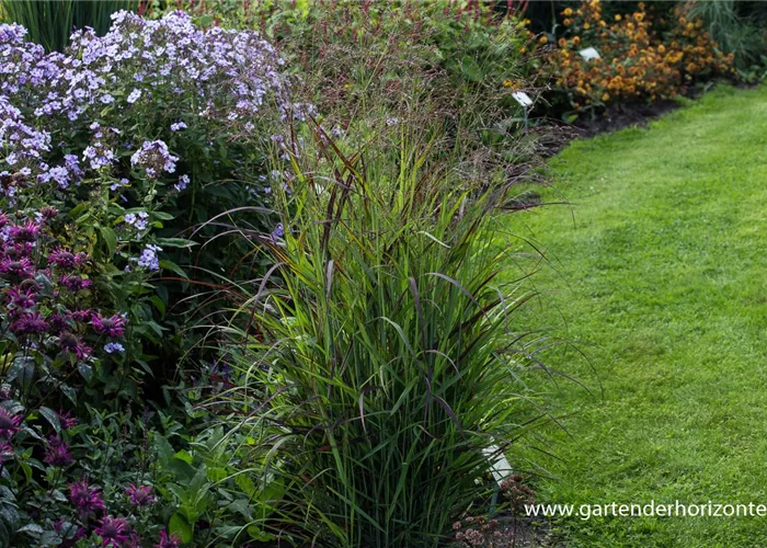 Garten-Ruten-Hirse Garten-Ruten-Hirse