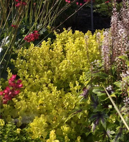 Gelblaubiges Garten-Pfennigkraut 'Aurea' Gelblaubiges Garten-Pfennigkraut 'Aurea'