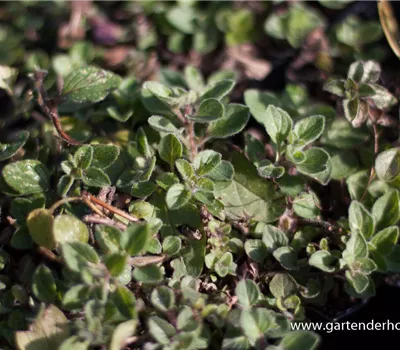 Origanum vulgare ssp.hirtum Origanum vulgare ssp.hirtum