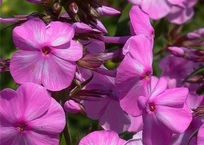 Wiesen-Flammenblume Wiesen-Flammenblume