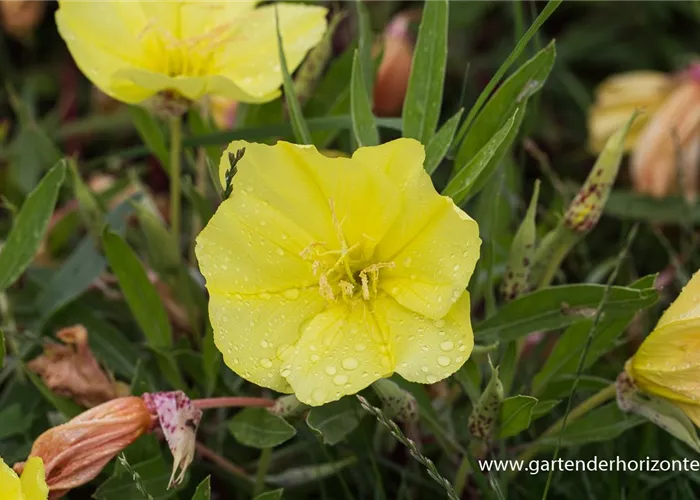 Missouri-Nachtkerze Missouri-Nachtkerze