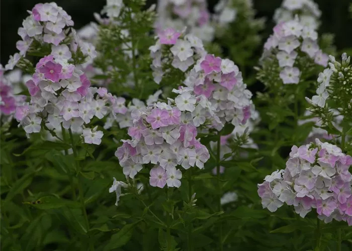 Hohe Flammenblume Hohe Flammenblume