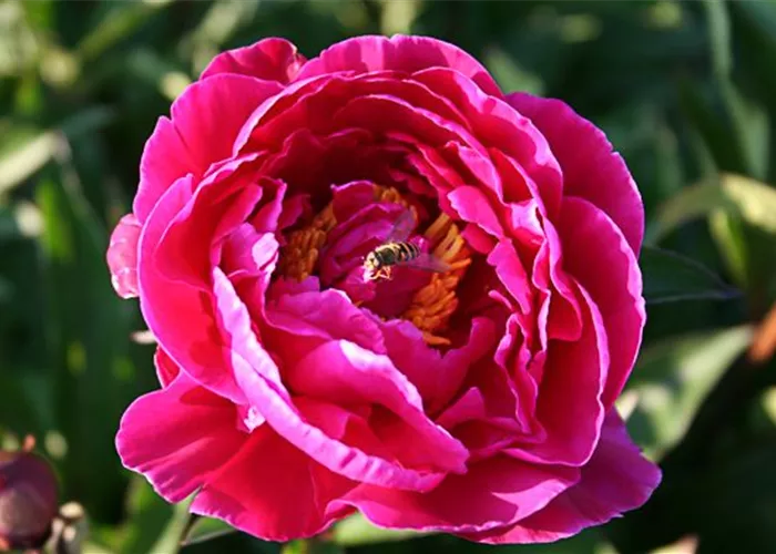 Garten-Pfingstrose 'Karl Rosenfield' Garten-Pfingstrose 'Karl Rosenfield'