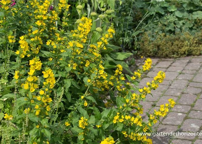 Gepunkteter Gilbweiderich