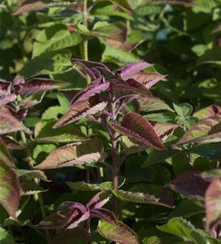 Indianernessel Indianernessel