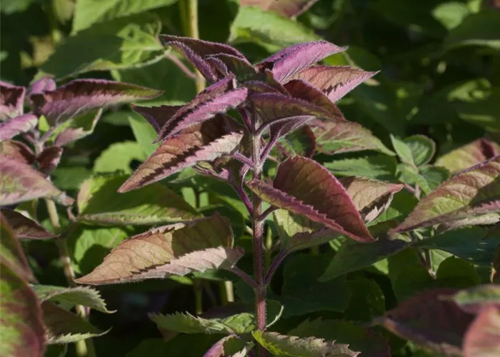 Indianernessel Indianernessel