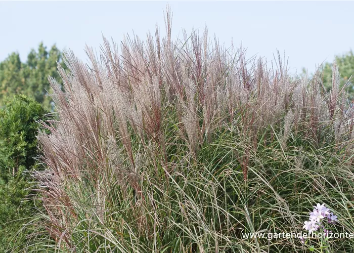 Garten-Chinaschilf 'Kleine Silberspinne' Garten-Chinaschilf 'Kleine Silberspinne'