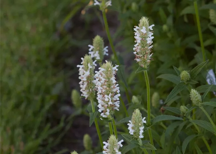 Geaderte Garten-Katzenminze 'Schneehäschen'