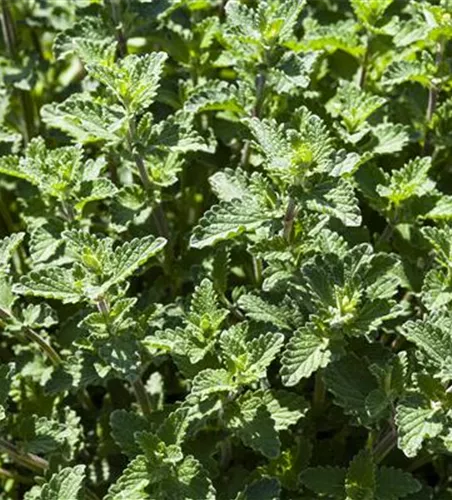 Garten-Bastard-Katzenminze 'Alba' Garten-Bastard-Katzenminze 'Alba'