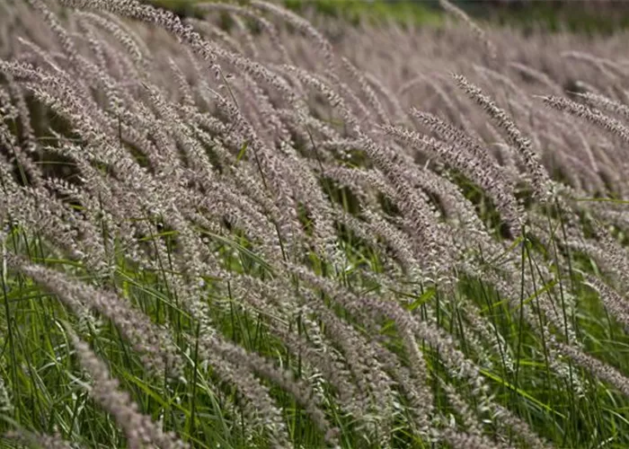 Federborstengras 'Tall Tails'