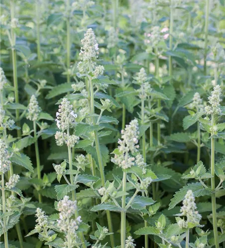 Echte Katzenminze 'Citriodora' Echte Katzenminze 'Citriodora'
