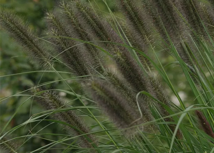 Garten-Federborstengras Garten-Federborstengras
