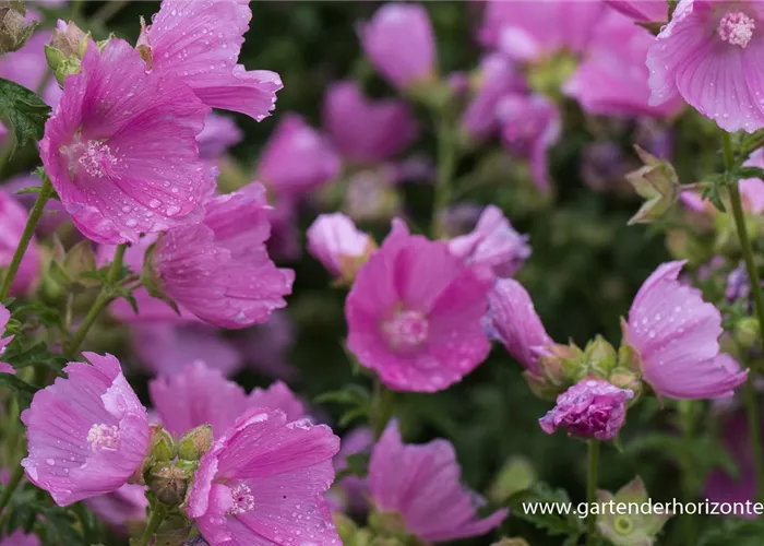 Moschus-Malve Moschus-Malve