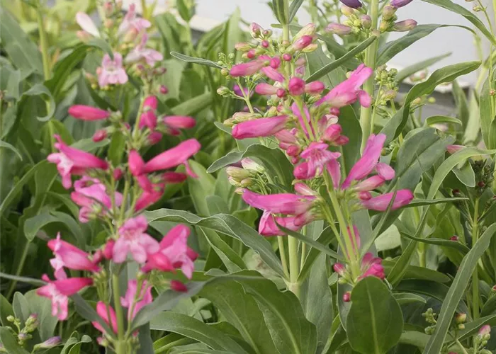 Bartfaden 'Praecox Nanus Rondo' Bartfaden 'Praecox Nanus Rondo'