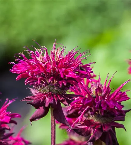 Indianernessel Indianernessel